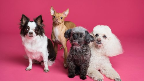 9 IKEA-Hacks für Hunde: Mit diesen coolen Ideen hast du mit deinem Vierbeiner noch mehr Spaß