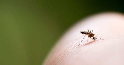 Hausmittel gegen Mückenstiche: So hört der Juckreiz auf