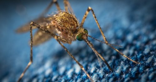 Mückenfrei durch die Nacht: Mit diesem simplen Geheimtrick bleibst du ungestört