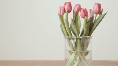 Frühlingslieblinge: Mit diesem kleinen Trick sehen Tulpen in der Vase länger hübsch aus
