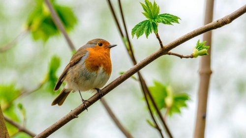 Brutzeit von Rotkehlchen: Wann und wo baut die Vogelart ihre Nester?