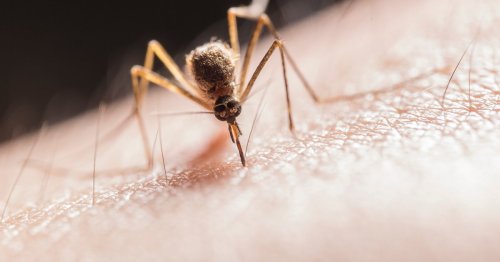 Aus deiner Küche: Mit diesem Trick jucken Mückenstiche plötzlich nicht mehr