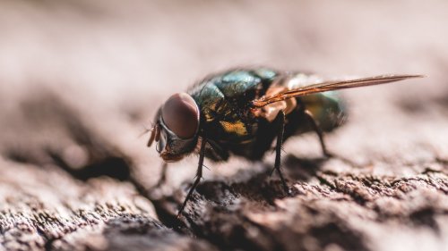 Keine Chance für Fliegen & Co.: Das Fliegengitter von Amazon sorgt für Ruhe im Wohnzimmer