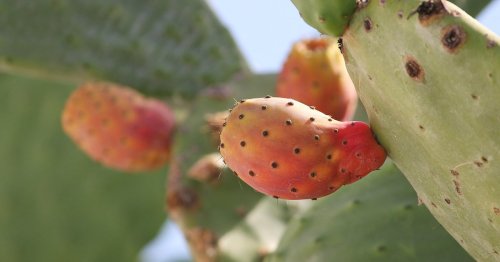 Total simpel: Mit diesem einfachen Trick isst du Kaktusfeigen richtig