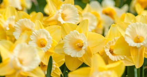 Vorsicht im Blumenbeet: Sind Osterglocken giftig?
