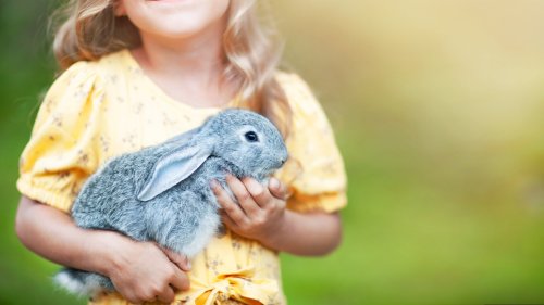 Diese fünf Gadgets und Spielzeuge von Amazon sind Must-haves für Kaninchen