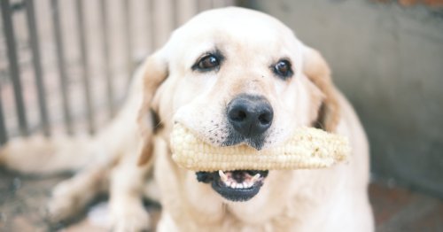 Dürfen Hunde Mais fressen? Das musst du dazu wissen