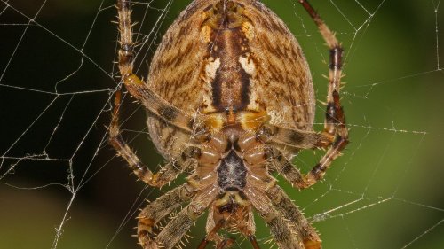 Eklige Spinnen: So gefährlich sind die Bisse verschiedener Spinnenarten in Deutschland