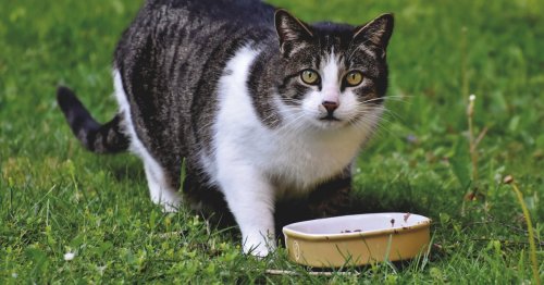 Dürfen Katzen Hundefutter essen? Das solltest du wissen