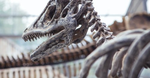Giganten vor vielen Millionen Jahren: Auf diesen Erdteilen lebten Dinosaurier