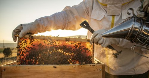 Ist Bienenwachs vegan und wofür ist es gut?