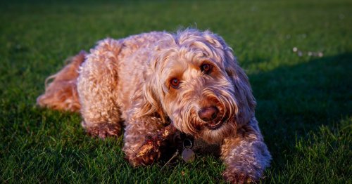 Dürfen Hunde Gras fressen und ist das unbedenklich?