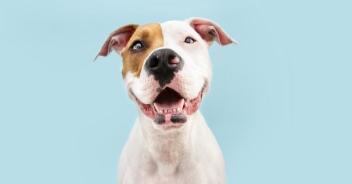 Beißerchen zählen: Wie viele Zähne hat ein Hund