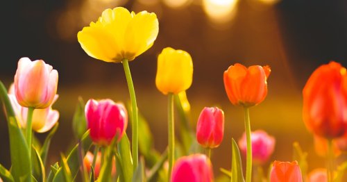 Achtung im Garten: Ist die Tulpe giftig?