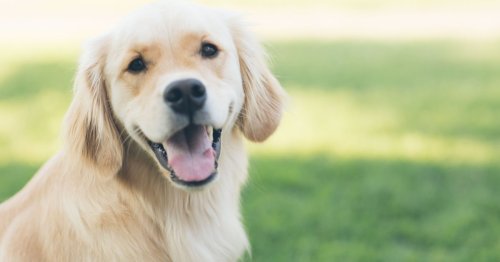 Können Hunde lachen? Das bedeutet das Lächeln im Gesicht