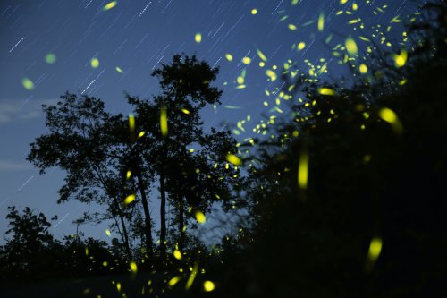 7 Ways To Attract Fireflies to Your Yard