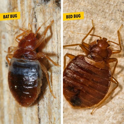 Bat Bugs vs. Bed Bugs: What's the Difference?