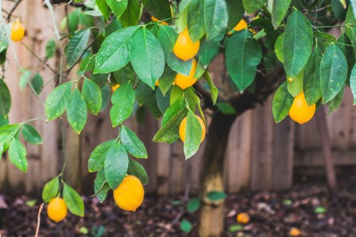 What To Know About Growing Meyer Lemon Trees