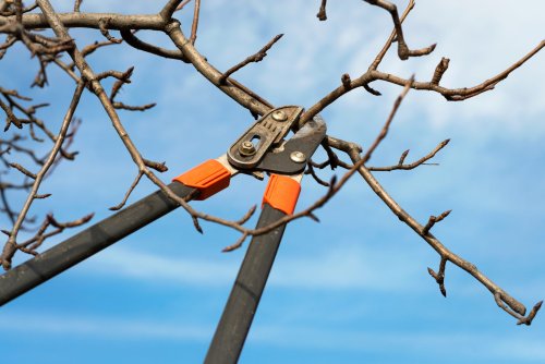 Can I Trim Bare Trees in the Winter?