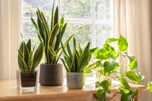 10 Must-Have Indoor Plants To Liven Up Your Entryway