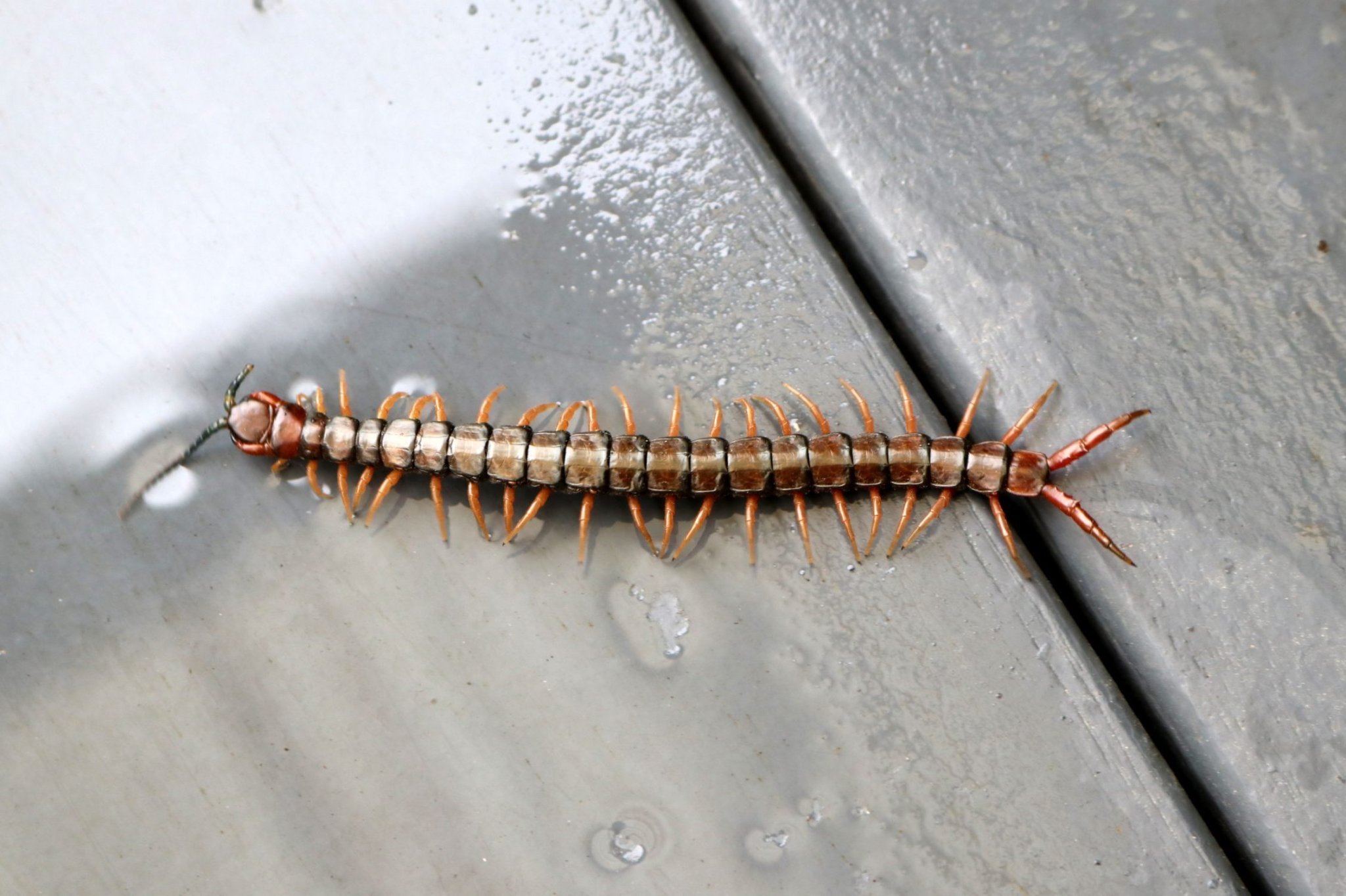 The 8 Most Common Types of Centipedes You'll Find in Your Home - Canada ...