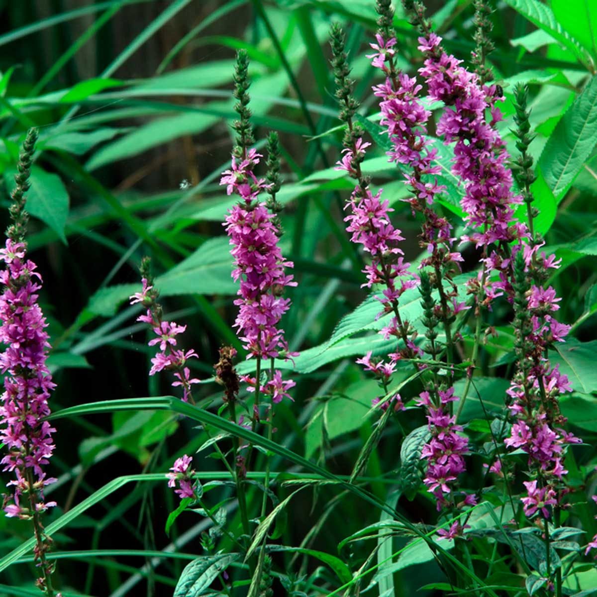 Never Include These 6 Flowering Plants in Your Garden