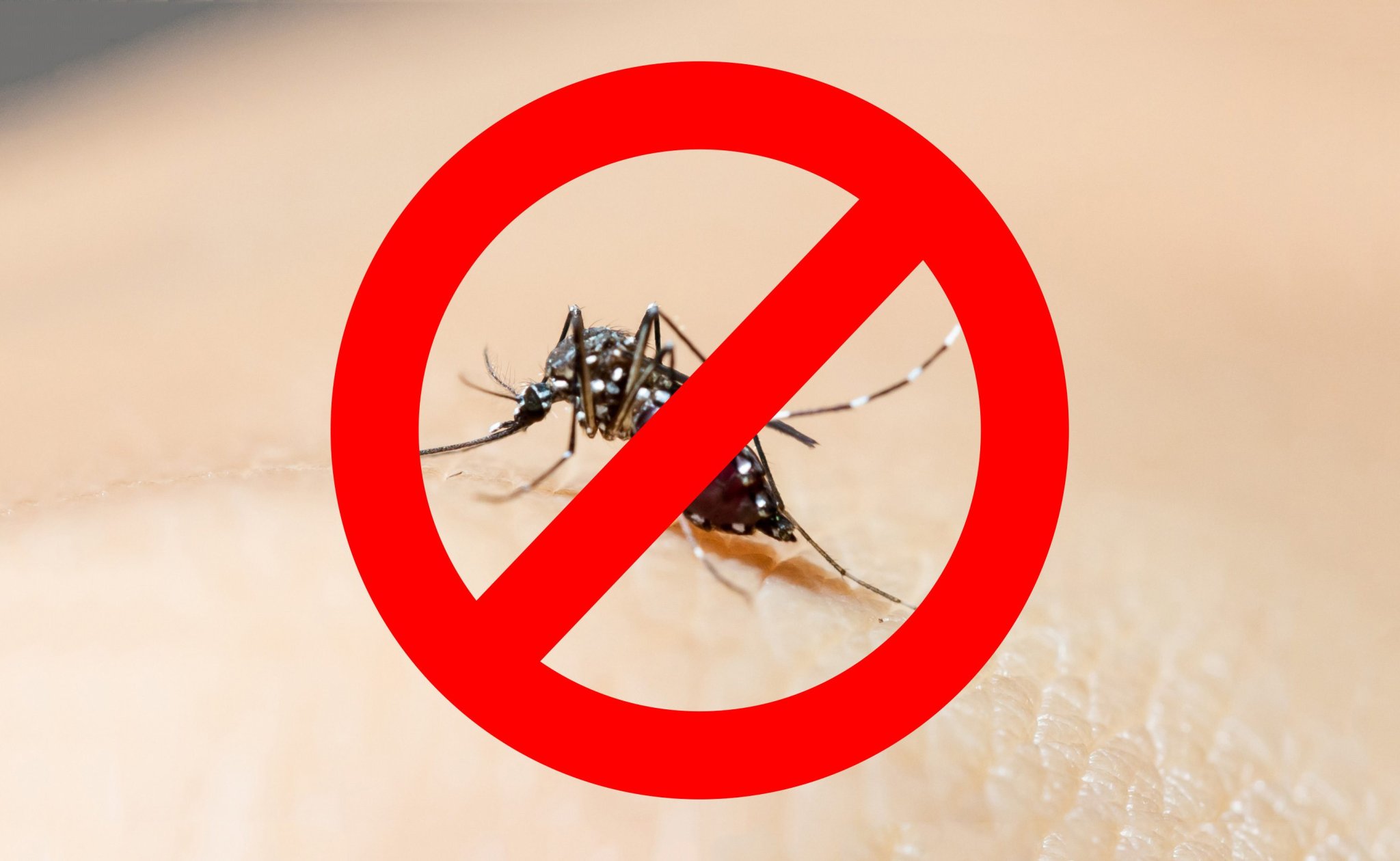 Everything You Need to Know About Mosquitoes