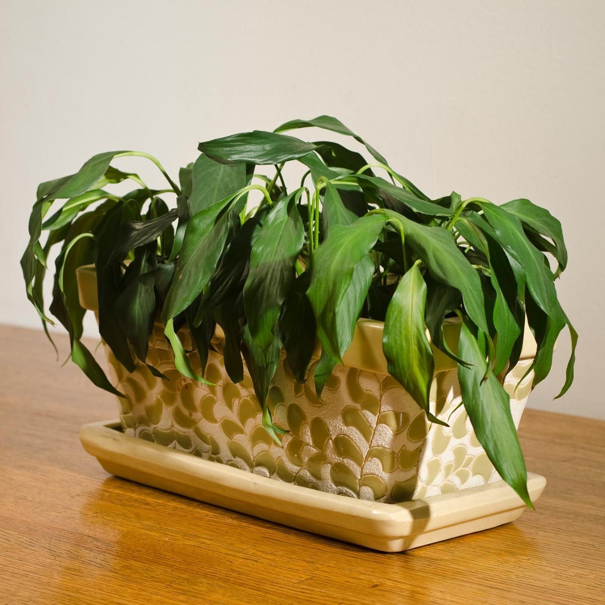 How to Save a Houseplant on the Brink