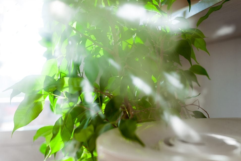 11 Tips to Keep Houseplants Happy All Winter