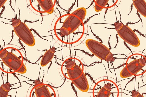 Someone tried to smuggle 100,000 cockroaches into Australia