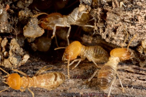 This Is the Most Termite Infested City in the Country