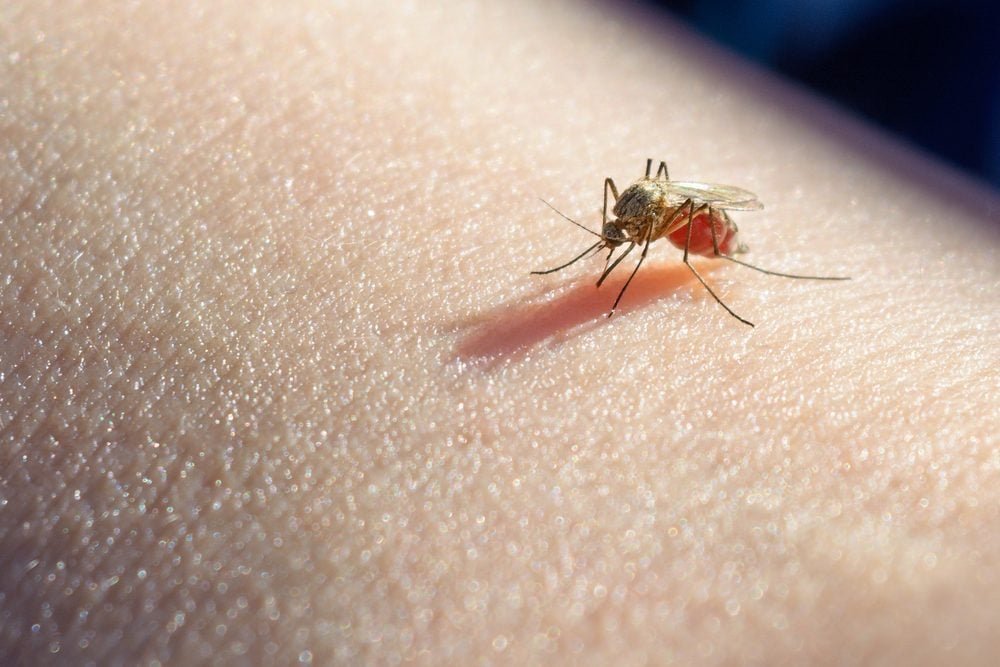 16 Ways to Win the War Against Mosquitoes
