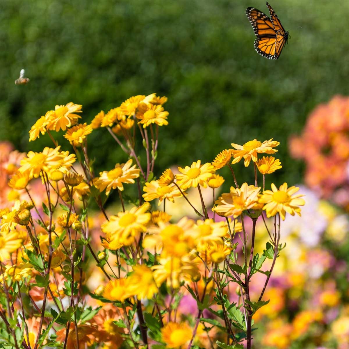 Pollinator-Friendly Lawn Care To Get Your Yard Buzzing