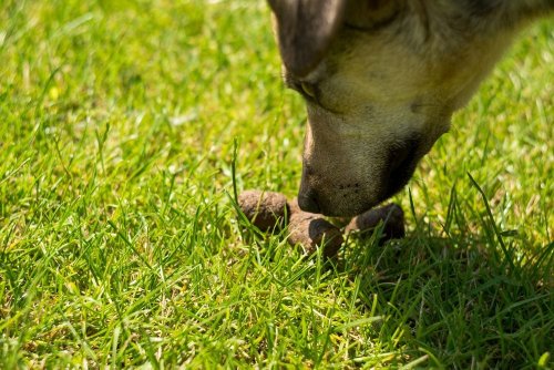 This Is Why Your Dog Likes To Eat Its Poop