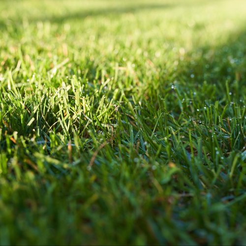 The Surprising Lawn Care Hack You Need to Try This Fall