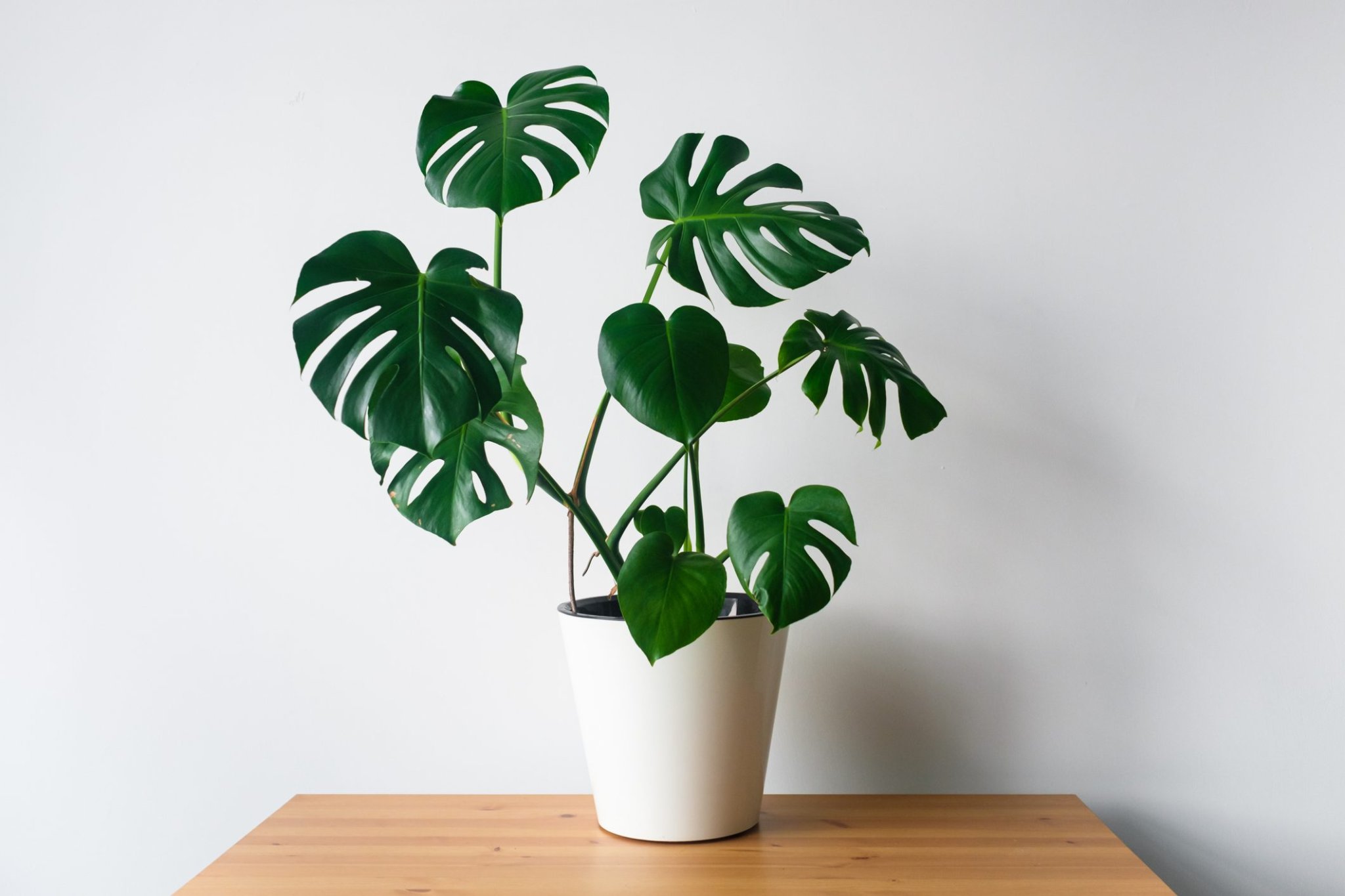 What Is Houseplant Insurance?