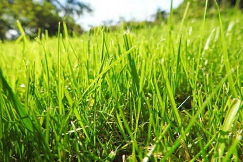 How To Convert Your Lawn and Garden To Be Organic