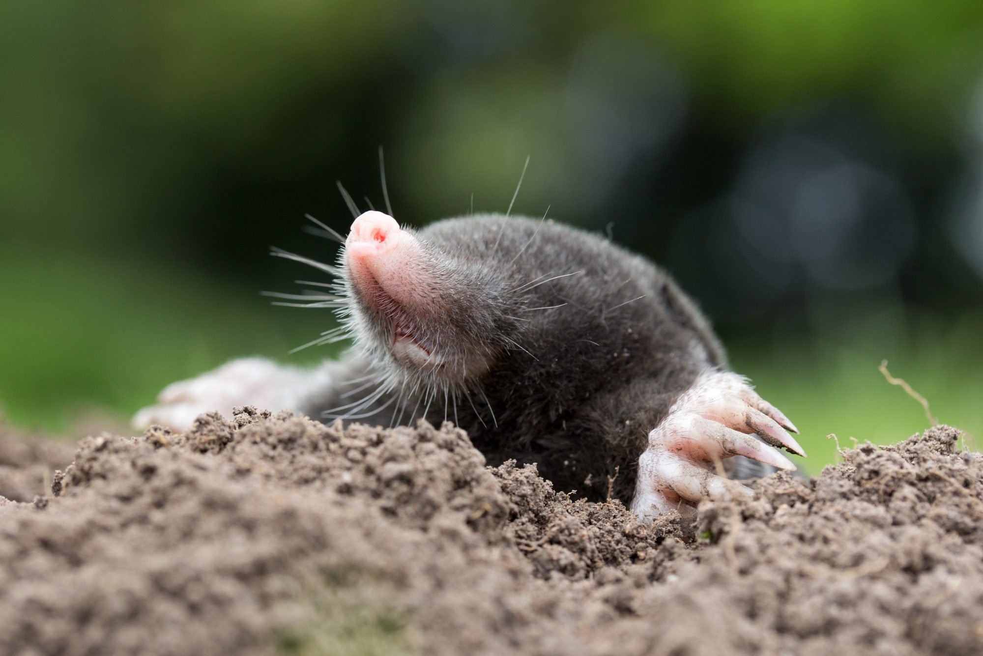 What To Know About Moles in Your Yard