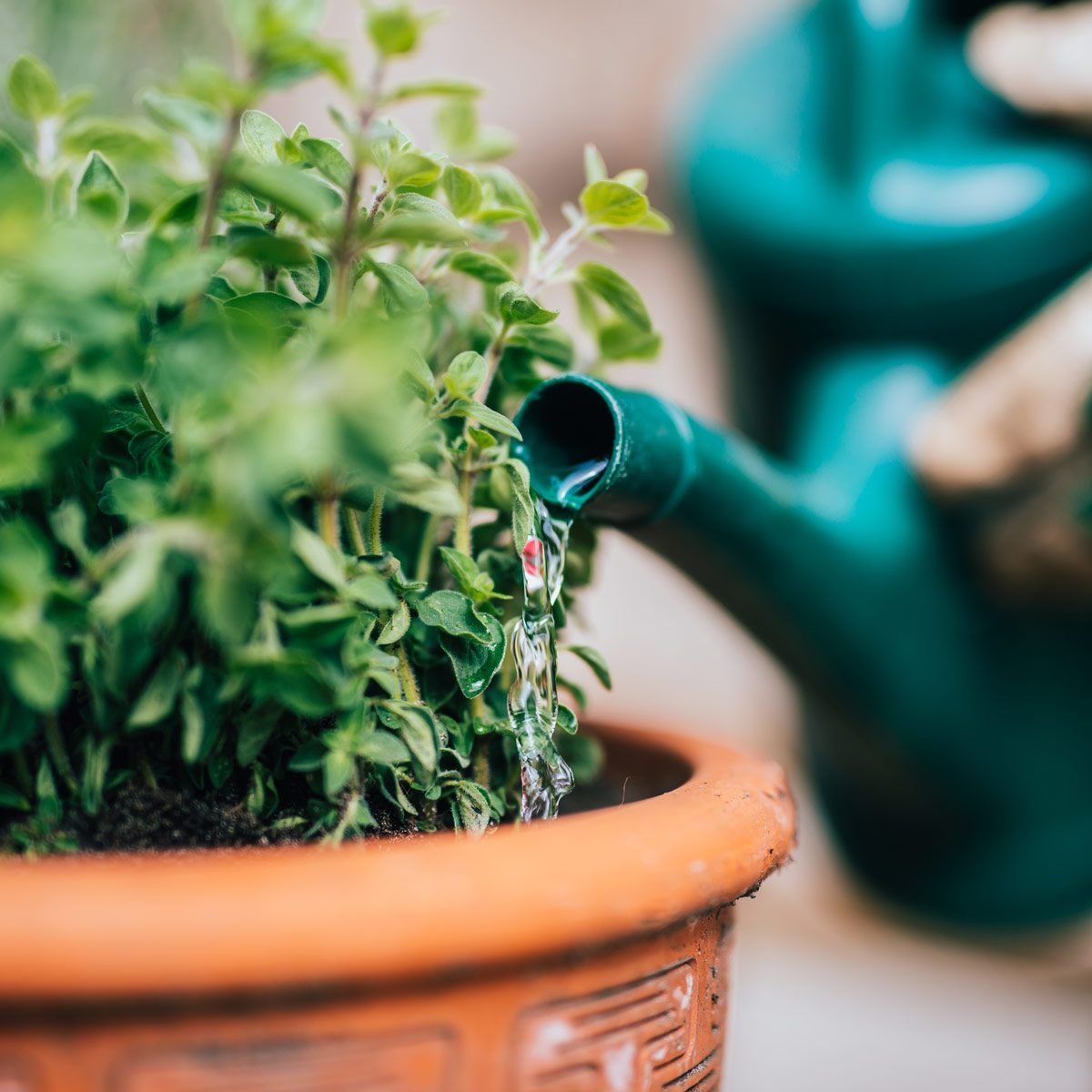7 Tips on How to Conserve Water in the Garden