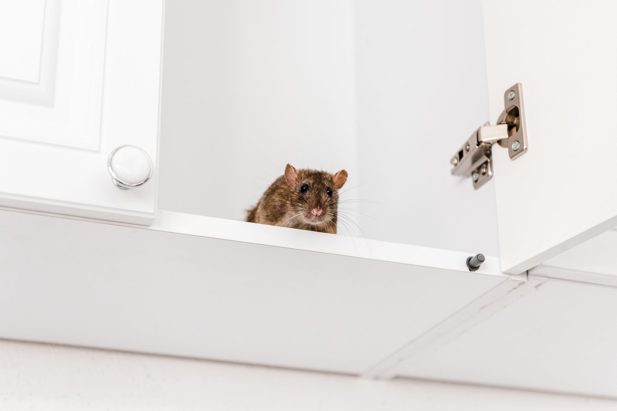 How To Get Rid of Mice Safely and Effectively - cover