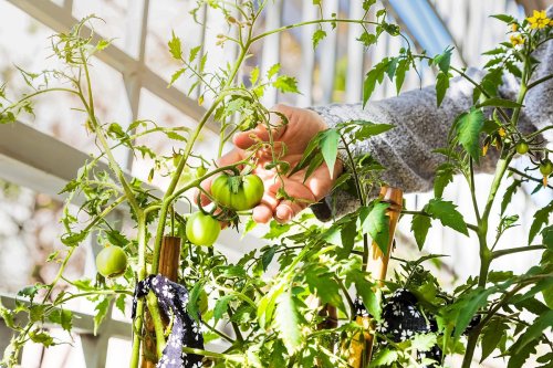 How To Grow Fruits and Vegetables Indoors Year-Round