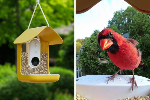 Check Out the Smart Bird Feeder That’ll Send You Selfies of Your Birds