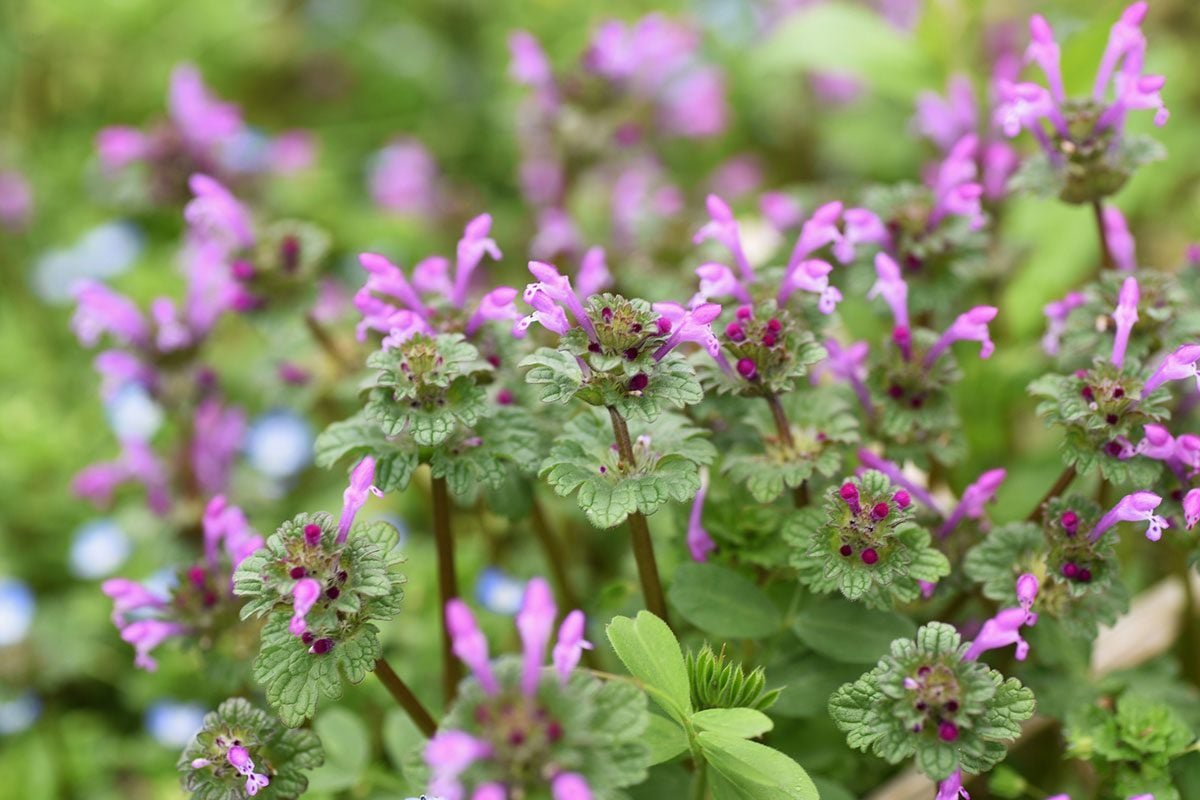 What Is Henbit and How Do I Get Rid of It?