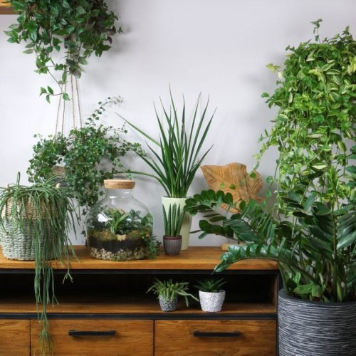 8 Indoor Garden Ideas To Elevate Your Home