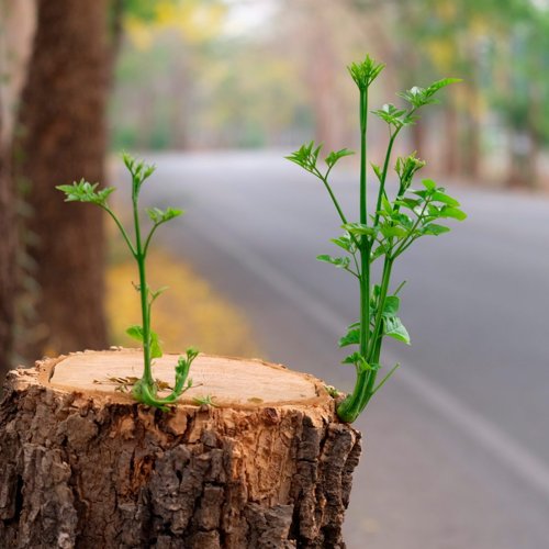 Remove a Tree Stump Yourself with This Common Household Product