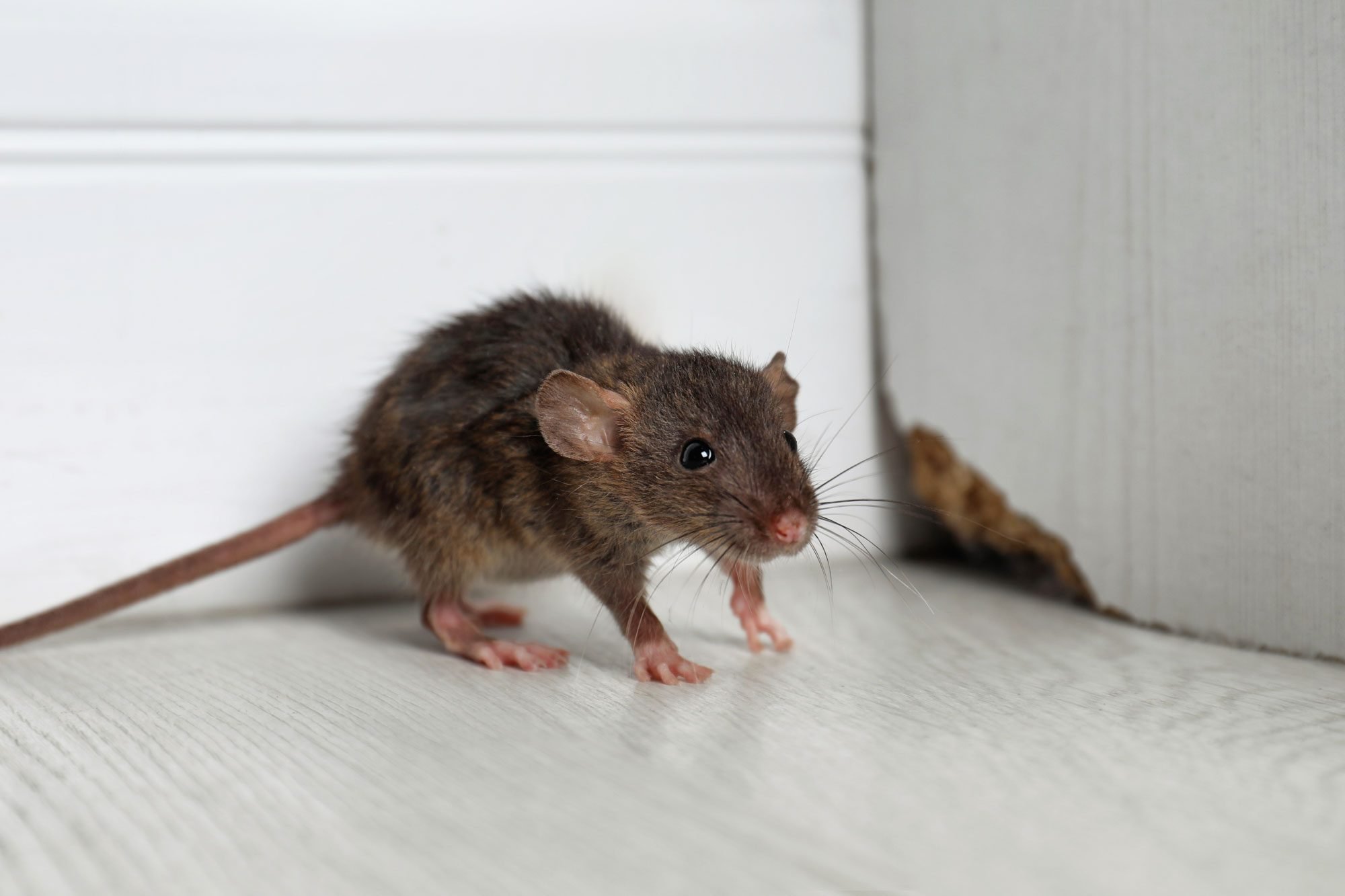Mice Control