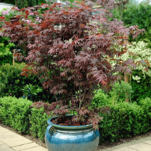 Backyard & Garden cover image