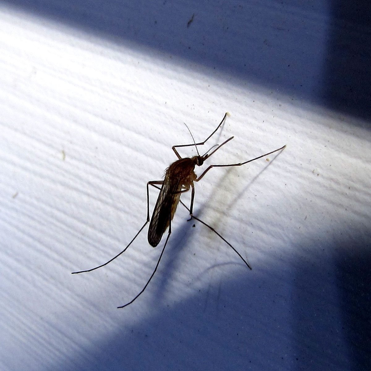 Expert Tips for Keeping Mosquitos Away This Summer
