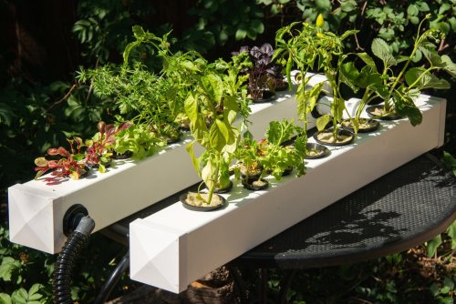 How To Make a DIY Hydroponic Garden