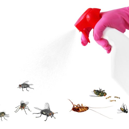 This Trick Will Get Rid of Most Insects Around Your Home